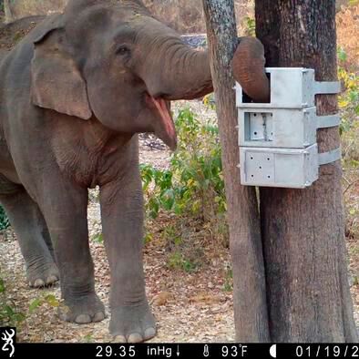 A camera trap screenshot captured a bull elephant interacting with one of the puzzle boxes in the Salakpra Wildlife Sanctuary, Thailand. The configuration of the puzzle box is a push door at the top, pull door in the middle, and a slide door at the bottom.