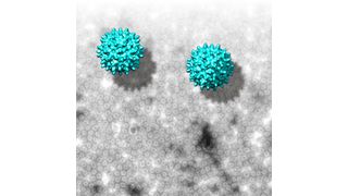 Elektronenmikroskopische Aufnahmen und 3D-Modelle von Nackednaviren aus einem afrikanischen Buntbarsch ... (Ausschnitt) (© Universitätsklinikum Heidelberg)