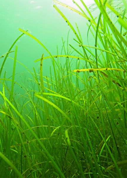 Zostera marina is the most abundant seagrass species in temperate waters. (Christoffer Boström/Åbo Akademi University)