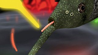 Der Elefantenrüsselfisch erzeugt kurze schwache Spannungspulse, mit deren Hilfe er seine Umgebung wahrnimmt. Dabei besitzen unterschiedliche Objekte verschiedene „elektrische Farben“. In der künstlerischen Abbildung sind zum Beispiel Wasserpflanzen rot, Fische blau, Artgenossen und andere schwach elektrische Fische gelb und Insektenlarven grün dargestellt. Die Zuckmückenlarven im Boden (orange) – die Lieblingsspeise des Elefantenrüsselfisches – heben sich durch ihre individuelle elektrische Farbe vom Hintergrund und anderen Insektenlarven ab.  ( Martin Gottwald/Uni Bonn )