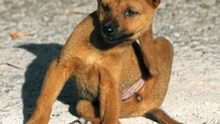 Gegen (chronischen) Juckreiz haben Züricher Forscher ein neues Medikament entwickelt. Es könnte Mensch und Tier Linderung verschaffen. (Symbolbild) (Pixabay/3dman_eu)