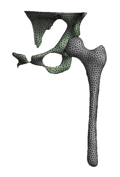 Die vernetzte Geometrie; zwischen Pelvis und Femur wurde ein Gelenk definiert. (Bild: CAPS/TU München)