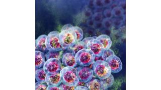 Zur Bestimmung der Zellviabilität in 3D-Kulturen hat Promega seine Celltiter-Glo-Familie erweitert. (Bild: Promega)