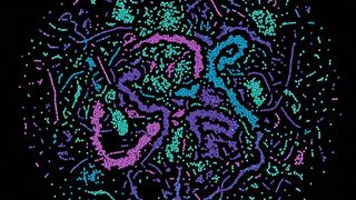Eine Fehlerkorrektur im Training: Die Abbildung visualisiert die Aktivität der künstlichen Nervenzellen im neuronalen Netz der Max-Planck-Forscher, während es eine Aufgabe löst. (MPI für die Physik des Lichts)