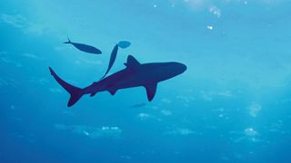 Tierische Begegnungen in Mexiko: der Bullenhai. (Bild: Markus Horn)