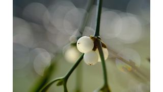 Les graines du gui adhèrent aux branches grâce à une substance collante, ce qui leur permet de coloniser de nouveaux arbres hôtes. (Image illustrative) (Bild: © Dagmar Gärtner – stock.adobe.com)