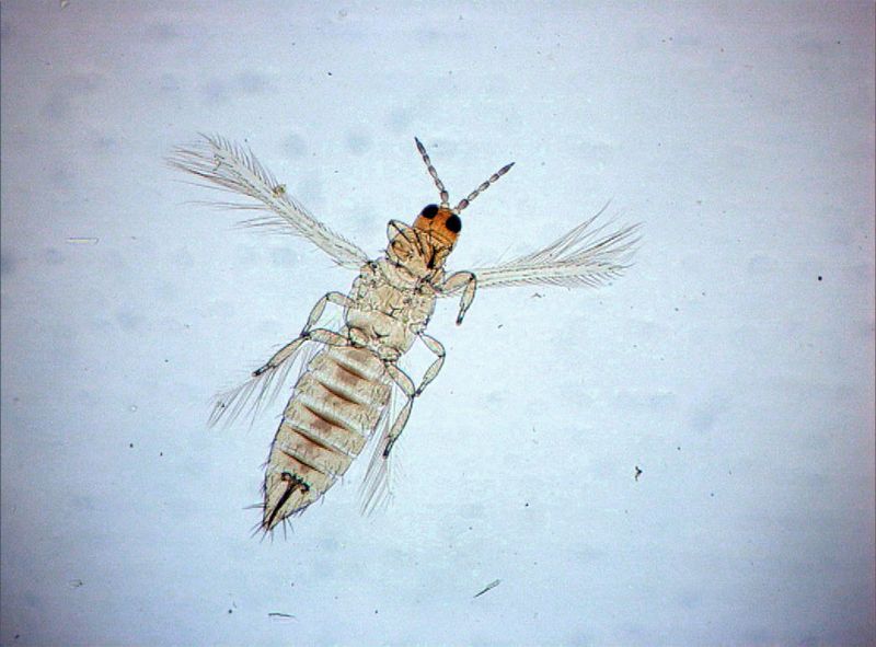 Abb.4: Wird der Quarantäneschadorganismus Thrips palmi nachgewiesen, muss die gesamte Sendung vernichtet werden. (Bild: Regierungspräsidium Gießen – Pflanzenschutzdienst Hessen)