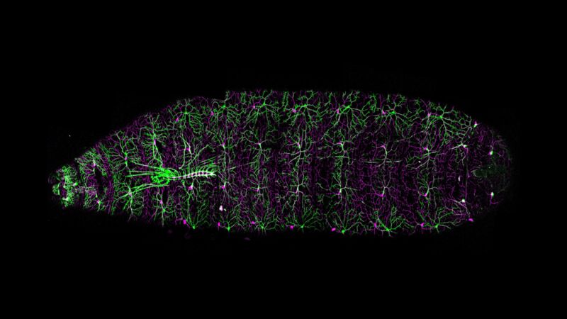 Sensorisches Netzwerk der Fliegenlarve


Die obige Mikroskopaufnahme aus dem Labor des Zuckerman-Instituts der Columbia University zeigt eine Momentaufnahme aus der zweiwöchigen Entwicklung einer Fruchtfliegenlarve. In Dieser Zeit vervielfältigen sich die Zellen in ihrer Anzahl und Funktion, und es bilden sich komplexe Netzwerke aus Sinneszellen.
Zwei Arten von sensorischen Nervenzellen (Neuronen) in der Körperwand der Larve sind mit den fein verästelten Zellfortsätzen (Dendriten) dargestellt: In Magenta leuchten Dendriten, die schmerzhafte Reize erkennen. Die grün leuchtenden Dendriten nehmen sanfte Berührungen auf. 
Eine besondere Entdeckung machten die Forscher mit der tausendfüßlerähnlichen Struktur auf der linken Seite des Bildes. Sie zeigten durch eine umfassende Analyse, wie die signalübertragenden Axone beiden Arten von Sinneszellen interagieren, während sie wachsen und sich im zentralen Nervensystem der Fliege verdrahten. Ohne diese Axon-Axon-Interaktionen gerate laut den Wissenschaftlern die entscheidende Gehirnverdrahtung durcheinander, was wiederum die Fähigkeit der Fliege beeinträchtigen könnte, verschiedene Arten von sensorischen Informationen zu erkennen und darauf zu reagieren.



Hier gehts zur Originalmeldung
Wissenschaftsbild des Tages vom 23.3.2023 (Samantha Galindo / Grueber lab / Columbia’s Zuckerman Institute / Development)