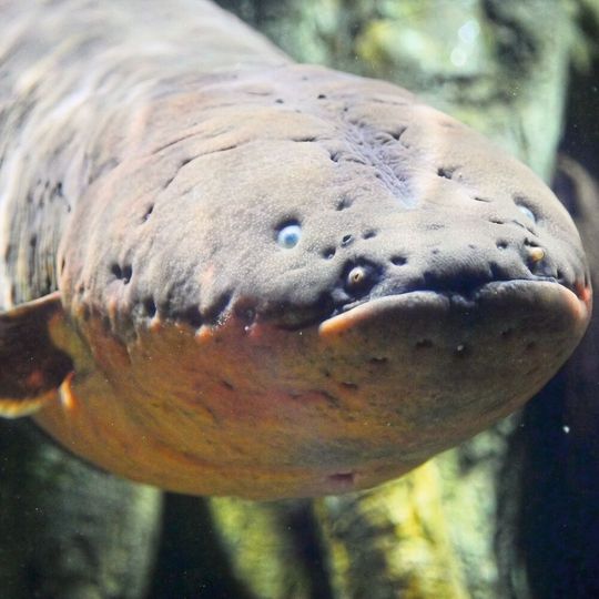 Electrophorus Electricus: Sein im Amazonas lebender Verwandter Electrophorus Voltai ist mit Elektroschocks von bis zu 860 V der Rekordhalter unter den Zitteraalen und im ganzen Tierreich. Electrophorus Electricus: Sein im Amazonas lebender Verwandter Electrophorus Voltai ist mit Elektroschocks von bis zu 860 V der Rekordhalter unter den Zitteraalen und im ganzen Tierreich.