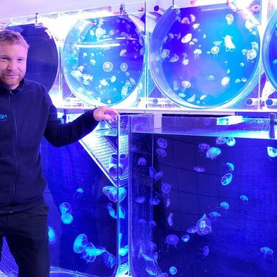 Alexander Dressel and his team offer 17 different jellyfish species, from easy-to-maintain moon jellyfish to impressive compass jellyfish. (Image:Jumo)