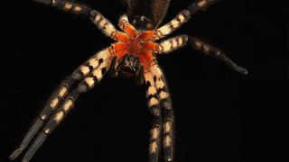 Jagderfolg dank Materialvorsprung: Cupiennius salei, eine tropische Jagdspinne, durchbohrt den Panzer von Beuteinsekten mit einer Giftklaue. Diese besteht zwar wie der Cuticulapanzer der Beute aus Chitin und Proteinen, ihre genaue chemische Zusammensetzung und Struktur sind aber für ihren Zweck optimiert. (Bild: R. Barth)