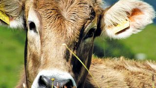 Heumilchkühe verbringen die Sommermonate auf den Almen und Bergbauernhöfen des Zillertals. (ErlebnisSennerei Zillertal)