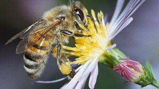 Abb. 1: Gerüche spielen im Leben von Honigbienen eine enorm große Rolle. (Bild: Mark Cassino)