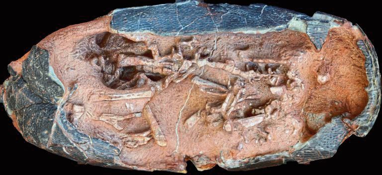 Photogrammmetrie von „Ei 3“: Das Objekt wurde aus unterschiedlichen Perspektiven aufgenommen und rekonstruiert. (Jens Lallensack)
