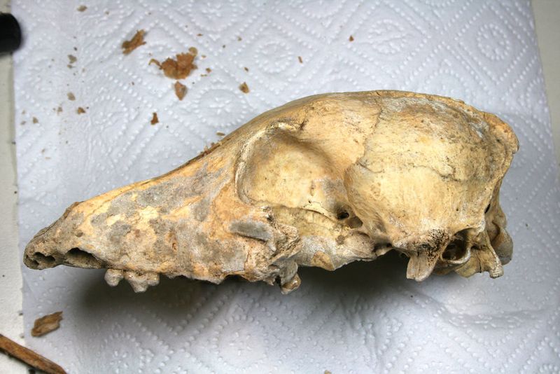 Schädel des 4.700 Jahre alten neolithischen Hundes aus der Kirschbaumhöhle im Labor kurz vor der Sequenzierung seines kompletten Genoms  (© Amelie Scheu / Johannes Gutenberg-Universität Mainz )