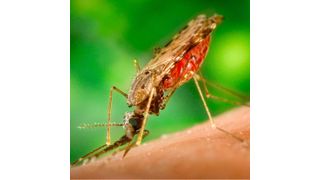 Stechmücken der Gattung Anopheles können Malaria-Parasiten aus der Gattung Plasmodium übertragen. (gemeinfrei)