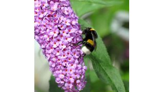 UFZ-Wissenschaflter haben die Verbreitung der Hummeln in Europa und Nordamerika untersucht. (Bild: UFZ)
