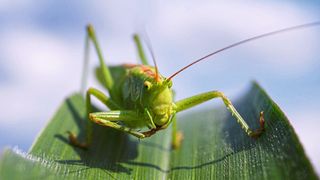 Inspiriert wurde das Reibungssystem von Heuschrecken-Füßen, die auf vielen Oberflächen Halt finden.  (gemeinfrei)