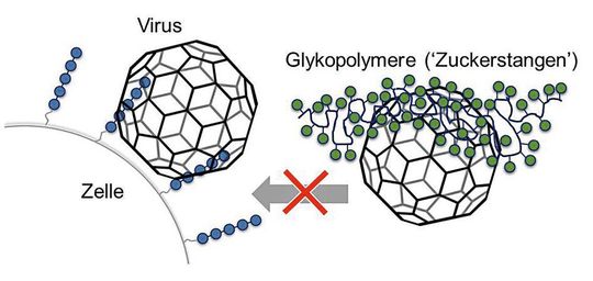 Die künstlich hergestellten Glykomimetika (grün) koppeln an die Bindestellen der Viren, mit denen diese normalerweise an Zucker (blau) auf der Zelloberfläche andocken. Die künstlich hergestellten Glykomimetika (grün) koppeln an die Bindestellen der Viren, mit denen diese normalerweise an Zucker (blau) auf der Zelloberfläche andocken.