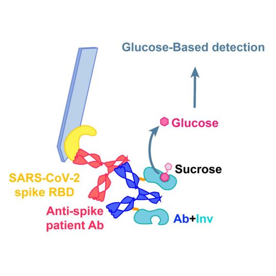 With this reaction, a glucose meter can detect SARS-CoV-2 antibodies in patient samples. (Ab=antibody; Inv=invertase) With this reaction, a glucose meter can detect SARS-CoV-2 antibodies in patient samples. (Ab=antibody; Inv=invertase)