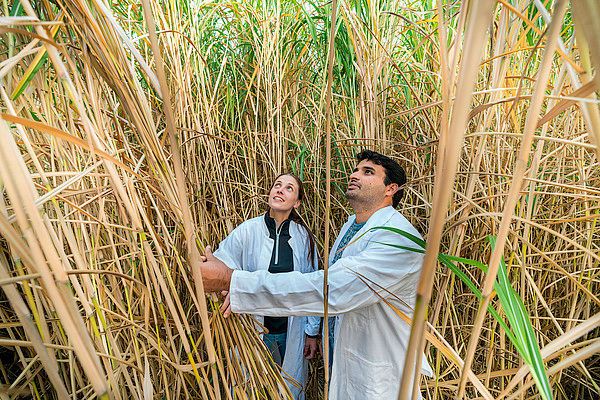 Six European universities have formed an international alliance with focus on bioeconomy. (Universität Hohenheim / Wolfram Scheible)