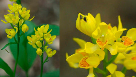 The Golden Orchid blooms (left) and J. tokunagai on the flower  (Takuto Shitara/ Kobe University)
