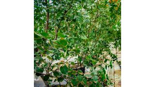 Chilean Soapbark Tree — a source of QS-21 a valuable ingredient in vaccines (Source: John Innes Centre)