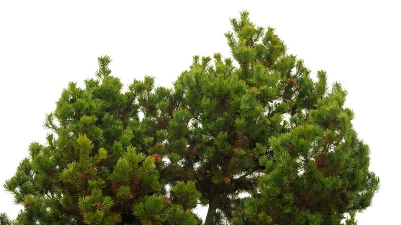 Traditionell feiern die USA das Fest der rieselnden Tannennadeln immer am 30. Dezember. (gemeinfrei)