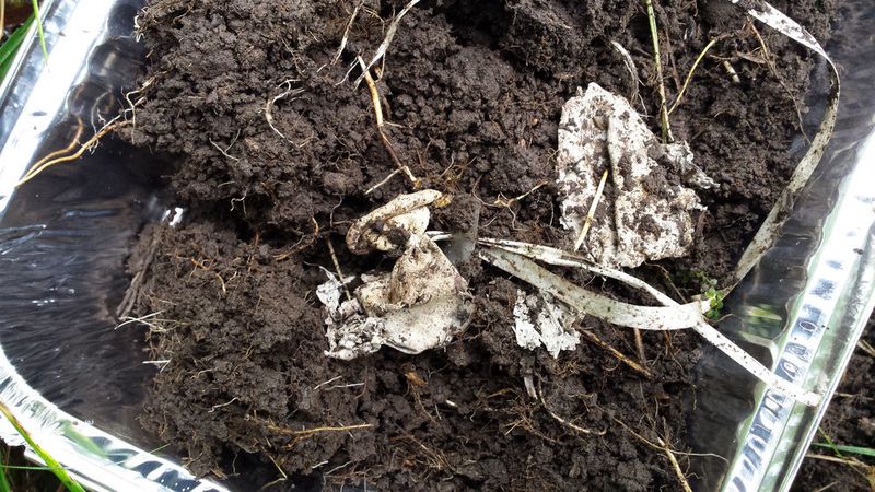 Even small balloon eventually turn into microplastics: remains of a balloon in a floodplain soil in the Vallée de Joux in the Canto of Vaud. (University of Bern)