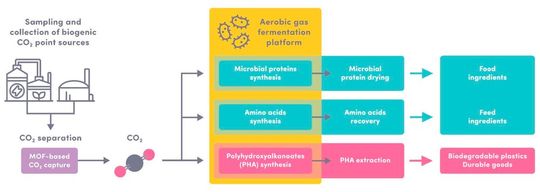 Der gesamte Prozess umfasst CO2-Abscheidung, Biokonversion und die nachgeschaltete Verarbeitung.(Bild:  nova-Institut)