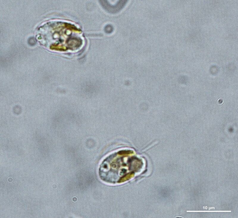 Mikroskopaufnahme der Alge Prymnesium parvum aus der Oder bei Hohenwutzen 