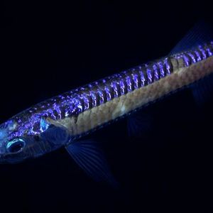 A deep-sea dragon fish, an apex predator with enormous jaws filled with fang-like teeth, seen during Dive 674 along a transect on the southeastern flank of an unexplored and unnamed seamount located within the national jurisdiction of Chilé, east of Motu Motiro Hiva, an uninhabited island along the Salas y Gómez Ridge. The dive started at ~800 m depth and traveled upslope to ~270 m. This island is located near the western-central extent of the Salas y Gómez Ridge.(Source:  ROV SuBastian / Schmidt Ocean Institute)