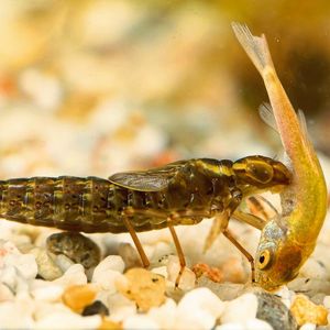 Libellenlarven sind aquatische Räuber, zu finden vor allem in mitteleuropäischen Teichen und Flüssen.(Bild:  Christophe Brochard/Brochard Photography)