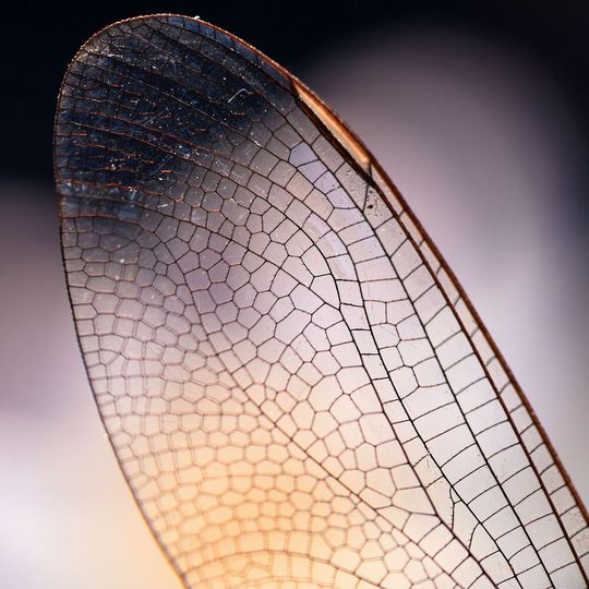 Von der Natur lernen: Mithilfe Künstlicher Intelligenz kann das Potenzial bionischer Prinzipien in Punkto Nachhaltigkeit weiter ausgeschöpft werden. (Bild:  ©OMG Snap - stock.adobe.com)