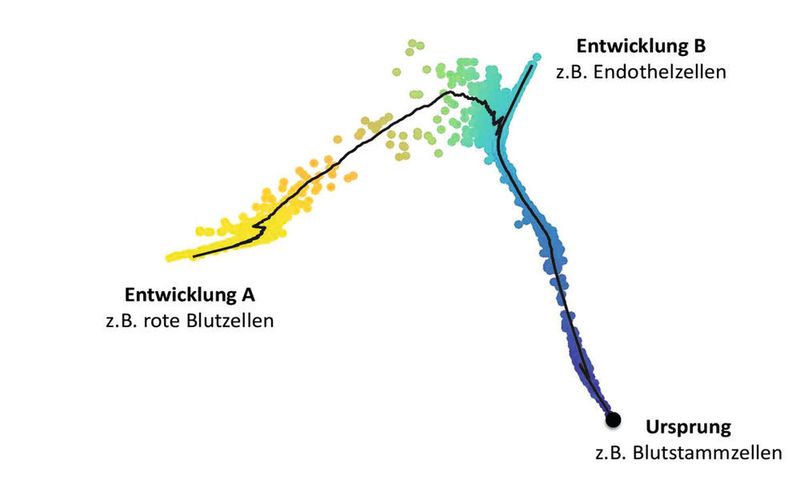 Abb.2: Entwicklung eines Zellverbandes aus Blutstammzellen in unterschiedliche Zelltypen (HMGU, Originalpublikation: Haghverdi et al: Diffusion pseudotime robustly reconstructs lineage branc)