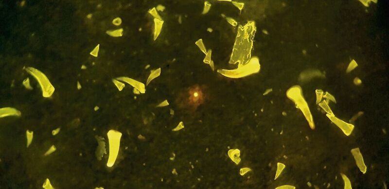 Runde fluoreszierende Mikroplastikpartikel unter einem manuellen Fluoreszenzmikroskop. (Alfred-Wegener-Institut, Sinem Zeytin)