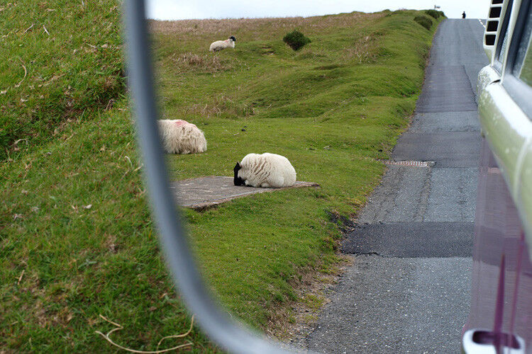 Selbst die Schafe im nebligen Dartmoor (liegt im Bezirk Devon, gleich neben Cornwall) sehen aus wie hindrapiert. (Foto: SP-X/Hanne Lübbehüsen)