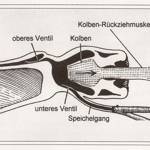 Biologische Miniaturpumpe: Die Speichelpumpe von Beerenwanzen füllt sich aktiv durch Muskelzug und leert sich passiv durch Ausgleich der gespeicherten elastischen Spannung.  Bild: W.Nachtigall
