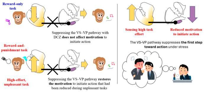 Monkeys were trained to perform two types of tasks: one with reward only, and another where the reward comes with a punishment. The VS–VP pathway was specifically suppressed using chemogenetics. In the reward-only task, motivation to initiate action was unchanged. In contrast, in the task that combined reward and punishment, suppression of the VS–VP pathway restored action initiation that had been reduced under stress, demonstrating that this pathway functions as a “brake” on taking the first step toward action. (Source: Ashbi/ Kyoto University)