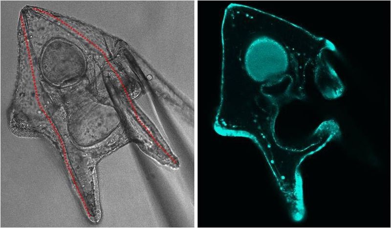 Links: Pluteuslarve (ca. 0,2 mm lang) unter dem Konfokalmikroskop (Spikel rot markiert). Die Larve wird mit einer Haltepipette in einem Wasserbad unter dem Mikroskop gehalten, sodass die Flüssigkeit im Wasserbad kontinuierlich ausgetauscht werden kann. Rechts: die gleiche Larve, mit einem pH sensitiven Farbstoff gefärbt. Die kalzifizierenden Zellen (sogenannte PMC Zellen) sind als grüne Punkte entlang der Spikel in den Armen sichtbar. (Bilder: M. Gutowska, M.Stumpp, GEOMAR)