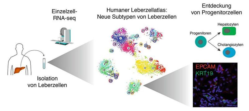 Zur Charakterisierung von Leberzelltypen haben Forscher Lebergewebe von insgesamt neun Patienten isoliert und in einzelne Zellen dissoziiert. Mittels Einzelzell-RNA-Sequenzierung wurde die Genexpression in jeder Zelle separat gemessen, um mit Hilfe  maßgeschneiderter Algorithmen auf Basis dieser Daten einen humanen Leberzellatlas zu erstellen. Dieser Atlas ermöglichte die Identifizierung bislang unbekannter Leberzell-Subtypen, dargestellt durch unterschiedliche Farben und Zahlen in der Zelltypkarte. Insbesondere führte dieser Ansatz zur Entdeckung seltener Gallengangzellen, welche eine Population naiver Vorläuferzellen von Leberepithelzellen umfassen. Diese Vorläuferzellen bilden im Kulturmedium sogenannte Organoide, welche sich in Hepatozyten und Gallengangzellen differenzieren lassen.  (© MPI für Immunbiologie und Epigenetik, Freiburg / Grün)