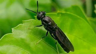 Klein, schwarz, stark! Das ist die schwarze Soldatenfliege. Die kennt vielleicht kaum einer beim Namen, aber deren Larven fressen Bioabfälle und machen daraus wertvolle Rohstoffe für die Chemieindustrie. Hier erklären Forscher aus Stuttgart, was das bringen kann ... (Bild: Fly Fan)