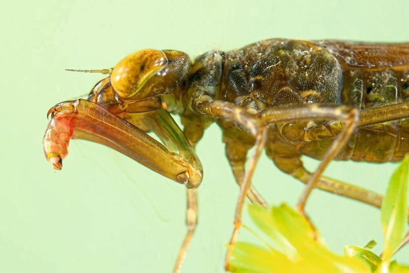 Der Fangapparat der Libellenlarve besteht aus einem dualen Katapultsystem, das es ermöglicht, Beutetiere in Sekundenbruchteilen zu greifen. 