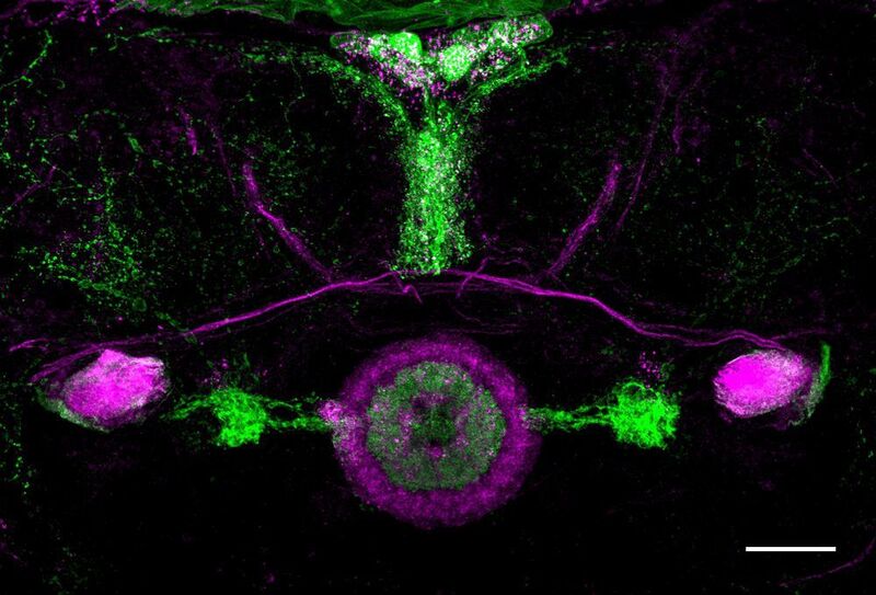 Blick ins Fliegengehirn: Das visuelle Arbeitsgedächtnis sitzt in einer kleinen Gruppe von ringförmigen Neuronen (grün) im Ellipsoidkörper (magenta im Zentrum). Der Größenbalken rechts unten bezeichnet 25 Mikrometer. (AG Strauss, Johannes Gutenberg Universität)