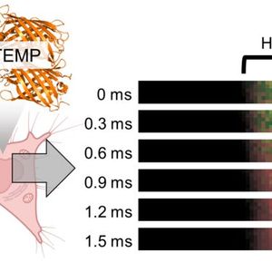 Rapid heat transport in cells. Heat was generated by irradiating carbon nanotubes with a focused red laser beam; the heat then diffused into the adjacent HeLa cell. This process was captured in real time by kilohertz temperature imaging with B-gTEMP.(Source:  Kai Lu et al.)