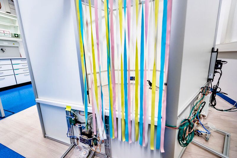 Damit das Experiment funktioniert, braucht es einiges an Technik: zum Beispiel Touchscreens, die auf Vogelschnäbel reagieren – ein Nischenprodukt, da die Oberflächen heutzutage auf die Bedienung mit dem Finger ausgelegt sind. (© Damian Gorczany )