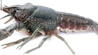 Ausgewachsener Marmorkrebs (Procambarus virginalis).  (© Lyko/DKFZ)