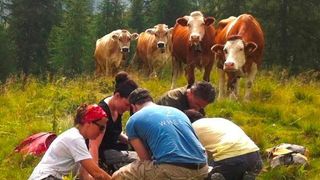 Beobachter verfolgen mit Interesse, wie Innsbrucker MikrobiologInnen in Val di Rabbi, im italienischen Trentino, dem Abbau von Totholz auf den Grund gehen. (Judith Ascher-Jenull)