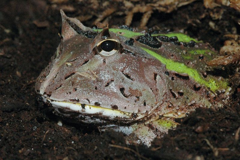 Abb. 2: Der Schmuckhornfrosch (Ceratophrys cranwelli) gehört zu den Ansitzjägern, die sich in lockerer Erde eingraben und regungslos auf Beute lauern. (Bild: Kleinteich)