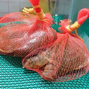 Lebende Weichschildkröten werden in chinesischen Supermärkten in zum Kauf angeboten, verpackt wie bei uns Orangen.